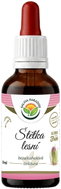 Salvia Paradise Fuller's Teasel AF Tincture 50ml - Herbal Drops