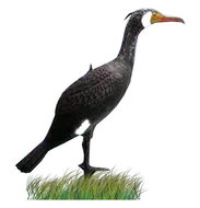 Venator Balabán cormorant - standing - Hunting Decoy