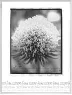 Tradag Fotorámeček 70×100 bílý - Fotorámeček