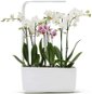 TREGREN T6 Kitchen Garden, White - Smart Flower Pot