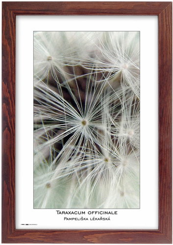 TRADAG Natura 20×30, barna - Képkeret - Fő fotó