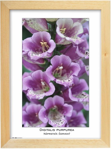 TRADAG Natura 21 x 29,7 - A4 natural - Photo Frame - Main image