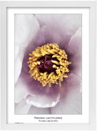 TRADAG Natura 29,7 x 42 - A3 white - Photo Frame