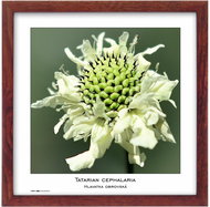 TRADAG Natura 30 x 30 brown - Photo Frame