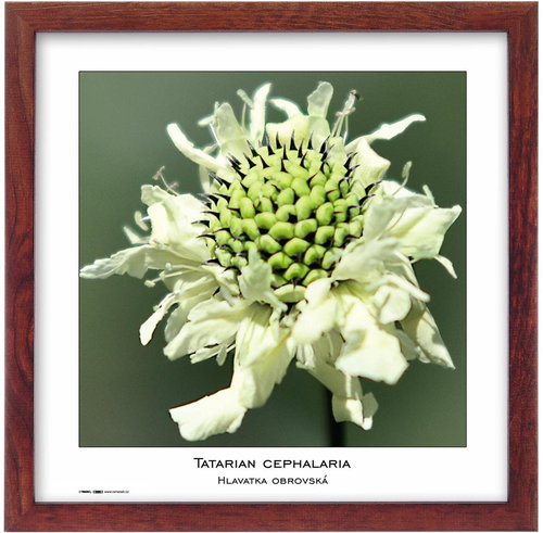 TRADAG Natura 30×30, barna - Képkeret - Fő fotó