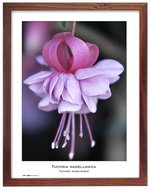 TRADAG Natura 30 x 40 brown - Photo Frame