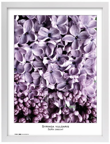TRADAG Natura 40 x 50 white - Photo Frame - Main image