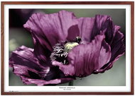 TRADAG Natura 70 x 100 brown - Photo Frame