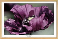 TRADAG Natura 70 x 100 natural - Photo Frame