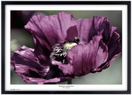 TRADAG Natura 70 x 100 black - Photo Frame