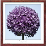 TRADAG Natura 50 x 50 hnědý - Fotorámeček