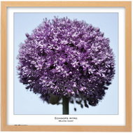 TRADAG Natura 50 x 50 natural - Photo Frame
