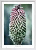 TRADAG Natura 50 x 70 white - Photo Frame