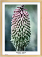 TRADAG Natura 50 x 70 natural - Photo Frame