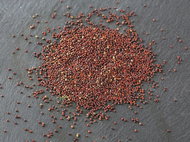 TvojeFarma Broccoli 100g - Seeds