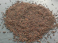 TvojeFarma Kale 100g - Seeds