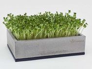 Designer Concrete Bowl for Microgreens - Microgreens Planter