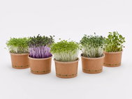 tvojefarma - Microgreens Growing Aet XL - 7 pcs - Microgreens Set