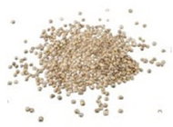 tvojefarma Koriandr - semínka microgreens - Semena