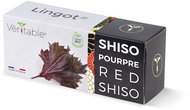 Véritable Lingot Purple shiso - BIO - Seedling Planter