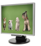 17" NEC MS 175M black - LCD Monitor
