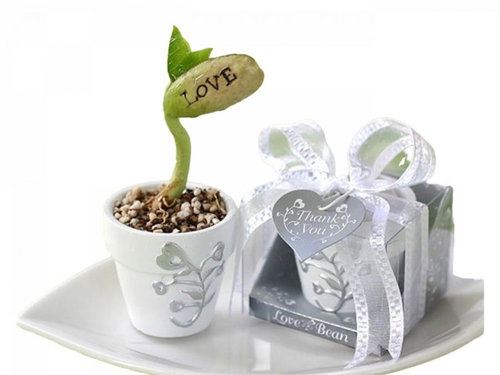 OEM Velko LOVE beans in a cup - Seeds - Main image