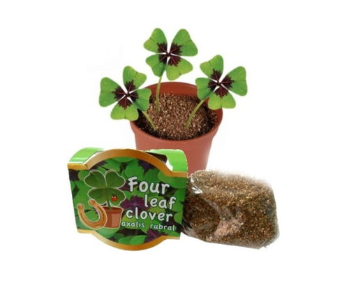 VOGADGETS Grow your own four-leaf clover - flower pot - Seeds - Main image