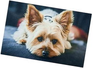 Excellent Anti-slip Dog Mat - Yorkshire Terrier 40 × 60 cm - Bath Mat