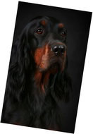Excellent Micro plush warm blanket 150 × 200 cm - Cocker Spaniel black and tan - Blanket