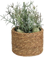 H&L Succulent in natural pot Natural 9 × 9 × 15 cm, variant C - Artificial Flower