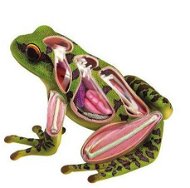 4D Frog - Anatomy Model